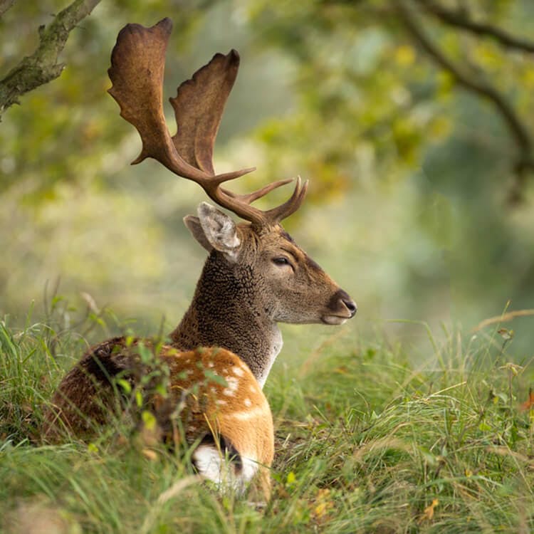 Desktop image of buck in grass