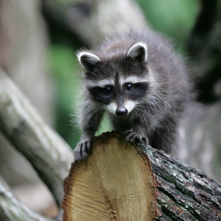 Desktop image of racoon on log