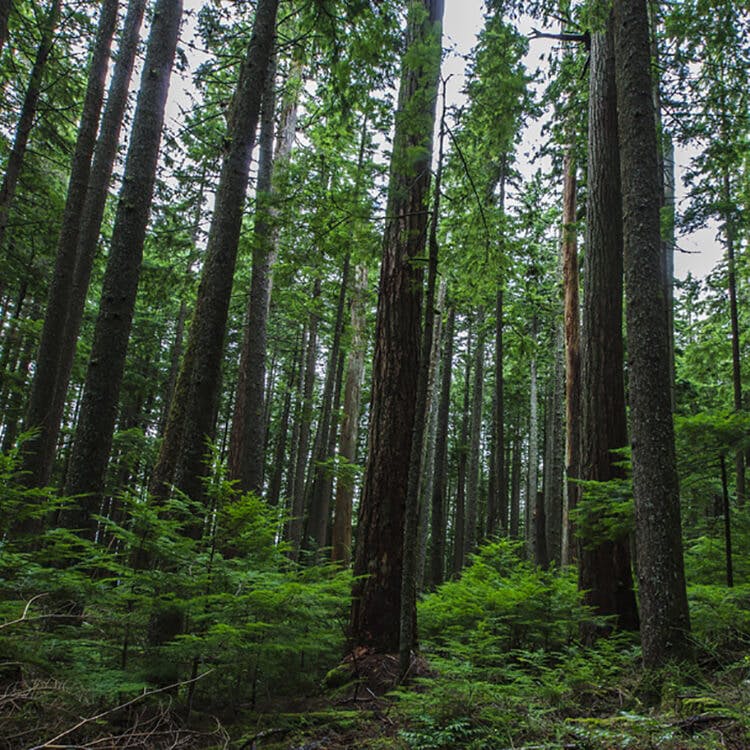 Desktop image of forrest of trees