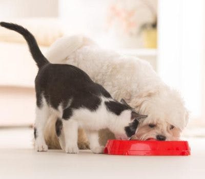 Pet-Friendly Areas in Homes: Laundry Rooms and Mudrooms