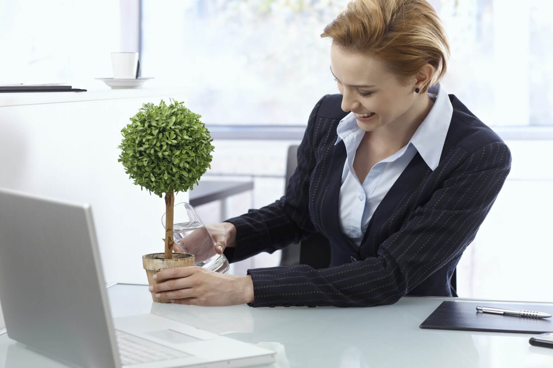 plants used for green accesnts in office