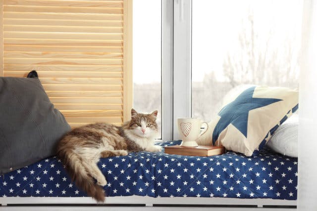 A brown and white cat lounges on a blue and white blanket