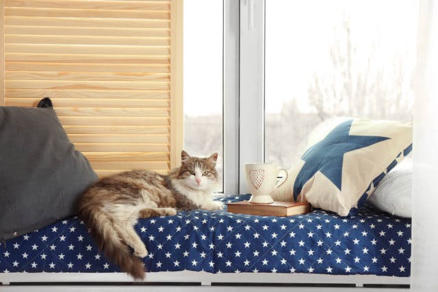 A brown and white cat lounges on a blue and white blanket